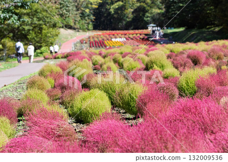 群馬縣沼田市地膚田丹原地膚花園 132009536