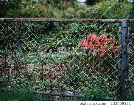 Fence broken by wild boar Fence broken by wild boar 132009551
