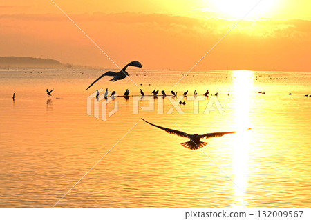 First sunrise of Kasumigaura where water birds play 132009567