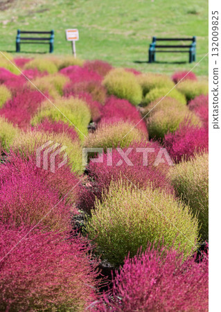 群馬縣沼田市地膚田丹原地膚花園 132009825