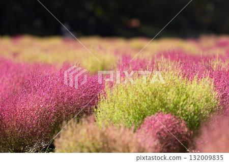 Tanbara Kochia Garden, Kochia fields, Numata City, Gunma Prefecture 132009835