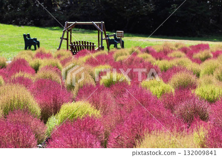 群馬縣沼田市地膚田丹原地膚花園 群馬縣沼田市地膚田丹原地膚花園 132009841