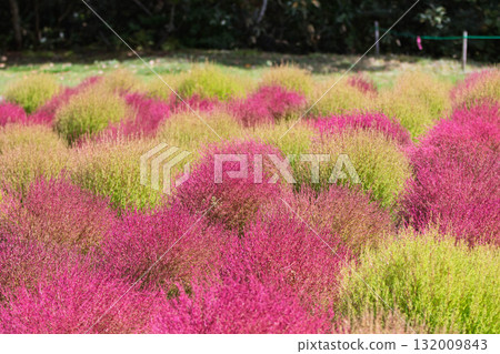 群馬縣沼田市地膚田丹原地膚花園 132009843