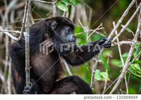 Howler monkey 132009894