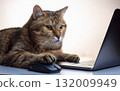 Personal computer and cat 132009949