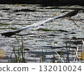 The back view of a grey heron taking off from the surface of a pond 132010024