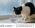 Cat licking water 132010157