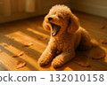 Toy poodle yawning 132010158