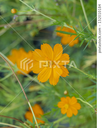Yellow cosmos blooming in the fields Yellow cosmos blooming in the fields 132010184