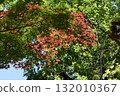 Silkamori no Mori Park 132010367
