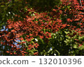 Silkamori no Mori Park 132010396