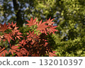 Silkamori no Mori Park 132010397