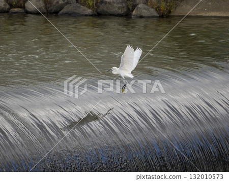 Little egrets flying up onto a river dam Little egrets flying up onto a river dam 132010573