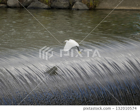 Little egrets flying up onto a river dam Little egrets flying up onto a river dam 132010574