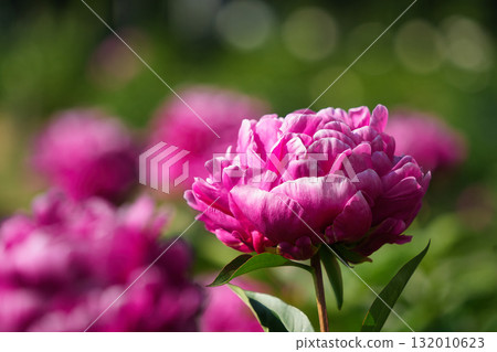 Double-flowered peonies wrapped in soft light Double-flowered peonies wrapped in soft light 132010623