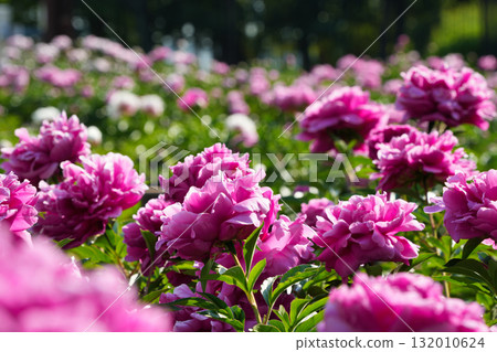 Gorgeous double-flowered peonies 132010624