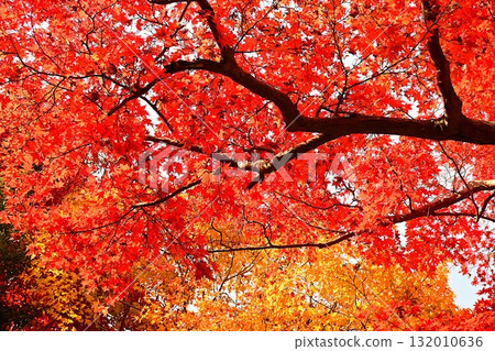 The autumnal leaves of the Meiji no Mori Mino quasi-national park 132010636