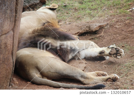 檀香山動物園的獅子 檀香山動物園的獅子 132010657