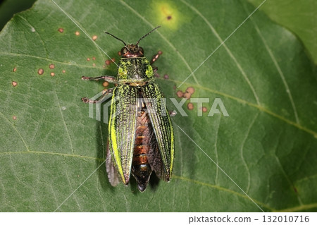 生物，昆蟲，藍寶石甲蟲，背部的顏色是金屬紅銅色。從腹部的外觀來看，這是雌性嗎？ 132010716