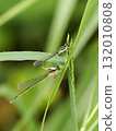 Close-up of a mating blue-tailed damselfly 132010808