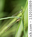 Close-up of a mating blue-tailed damselfly 132010809
