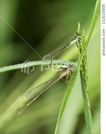 Close-up of a mating blue-tailed damselfly 132010809