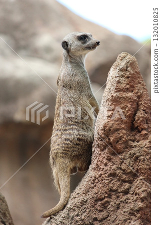 Meerkats at the Honolulu Zoo Meerkats at the Honolulu Zoo 132010825