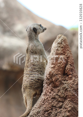 Meerkats at the Honolulu Zoo Meerkats at the Honolulu Zoo 132010828