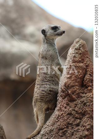 Meerkats at the Honolulu Zoo Meerkats at the Honolulu Zoo 132010835
