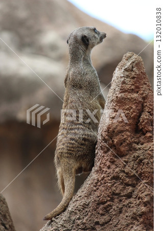 Meerkats at the Honolulu Zoo Meerkats at the Honolulu Zoo 132010838