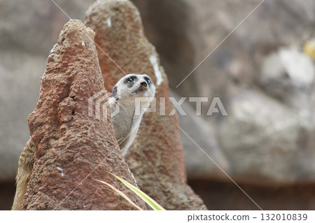 Meerkats at the Honolulu Zoo Meerkats at the Honolulu Zoo 132010839