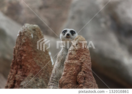 檀香山動物園的貓鼬 132010861
