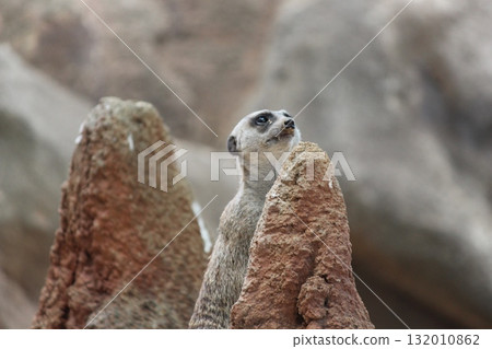 檀香山動物園的貓鼬 132010862
