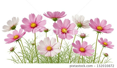 白色背景上明亮而優雅的宇宙花插圖 132010872