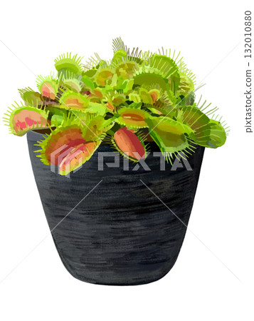 捕蠅草（黑盆） 132010880