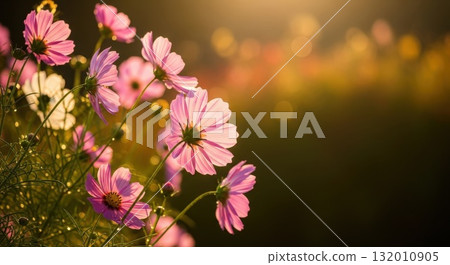 秋風中搖曳的波斯菊－柔和的陽光與自然美 132010905