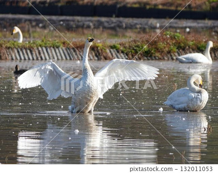 天鵝傳播羽毛 天鵝傳播羽毛 132011053