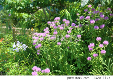 可愛的野生佛手柑花 132011173