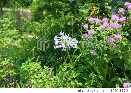 Refreshing agapanthus flowers Refreshing agapanthus flowers 132011174
