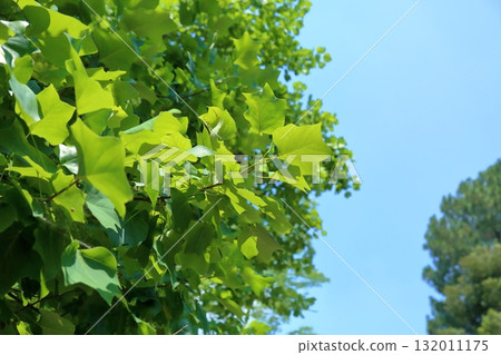 清新的鬱金香樹葉 132011175