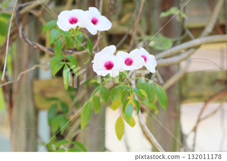 Refreshing Snow Bellflower Flowers Refreshing Snow Bellflower Flowers 132011178