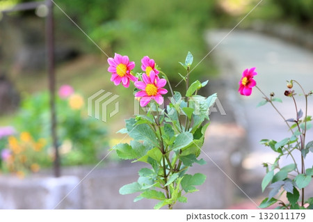 Dahlia flower 132011179