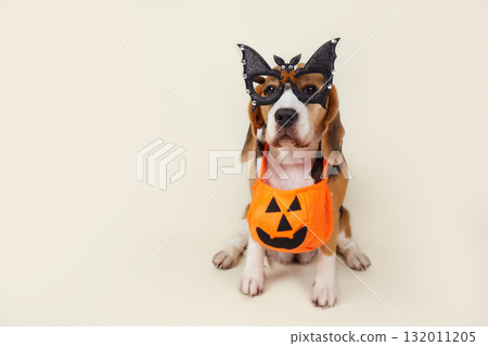 A beagle wearing funny bat-shaped glasses and a pumpkin-shaped basket for Halloween.  132011205