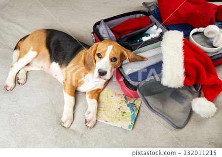 The beagle dog is lying next to a suitcase with clothes and gift  132011215
