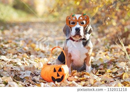 Cute dog wearing pumpkin glasses sits beside Halloween basket in autumn leaves 132011218