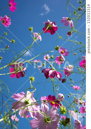 秋天的櫻花在蔚藍的天空中閃耀 132011314