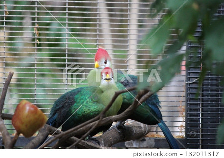 檀香山動物園的鳥類 檀香山動物園的鳥類 132011317