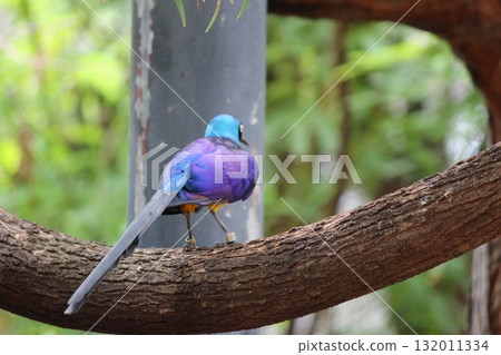 檀香山動物園的鳥類 132011334