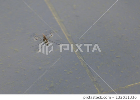 水黽漂浮在水面上 132011336