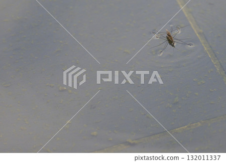 水黽漂浮在水面上 水黽漂浮在水面上 132011337